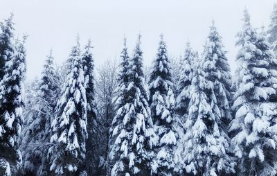 Snow covered pine trees in forest against sky