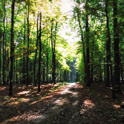 Road passing through forest