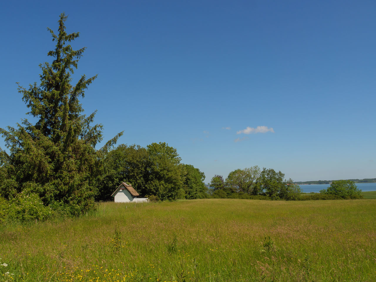 TREES AND PLANTS ON FIELD