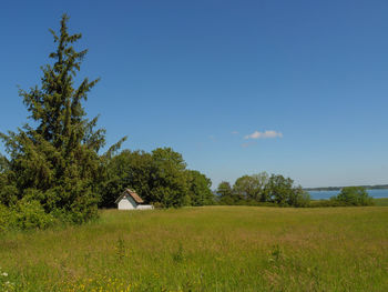 Trees on field against sky