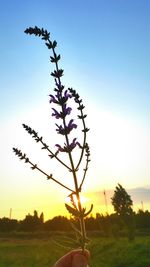 Plants growing on field at sunset