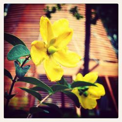 Close-up of yellow flower