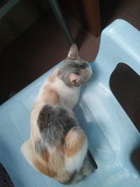 High angle view of cat sleeping on tiled floor