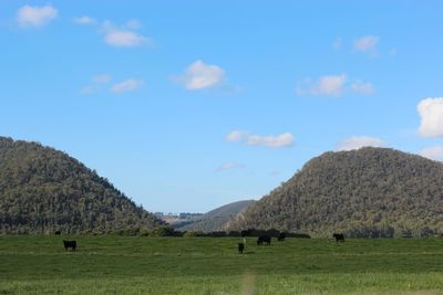 Scenic view of field against sky