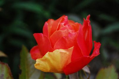 Close-up of red flower blooming outdoors