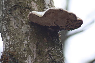 Low angle view of tree trunk