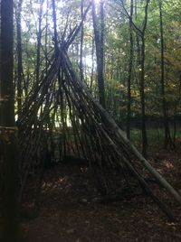 Trees in forest