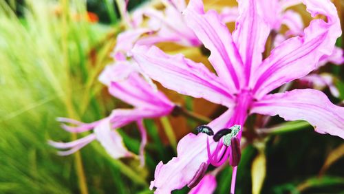 Close-up of insect on pink flower