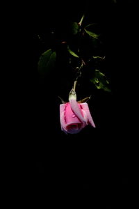 Close-up of pink flower against black background