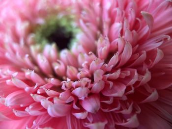 Close-up of pink dahlia