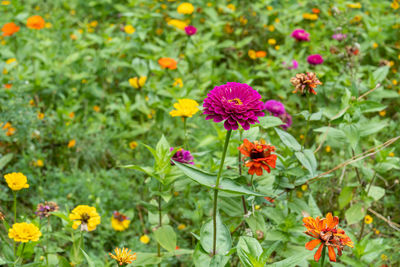 Close-up of flowering plants on field