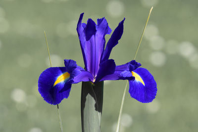 Colorsplash of a purple iris  in bloom in the garden