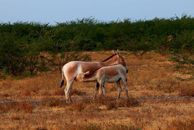 Mother and child kiang standing in field