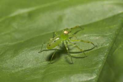 Close-up of spider