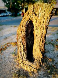 Close-up of driftwood on tree trunk