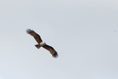 Low angle view of eagle flying in sky