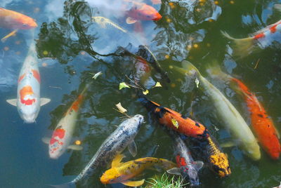 Reflection of fish in pond