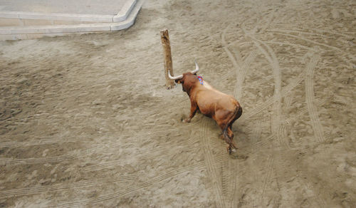 High angle view of dog running on sand