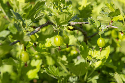 Close-up of fruits on tree