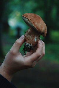 Close-up of hand holding mushroom