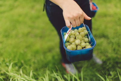 Low section of person holding gooseberries on grassy field