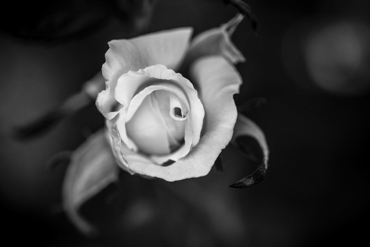 white, black, black and white, flower, close-up, flowering plant, darkness, macro photography, monochrome photography, plant, monochrome, petal, beauty in nature, rose, freshness, fragility, flower head, inflorescence, nature, focus on foreground, still life photography, growth, no people, indoors, selective focus