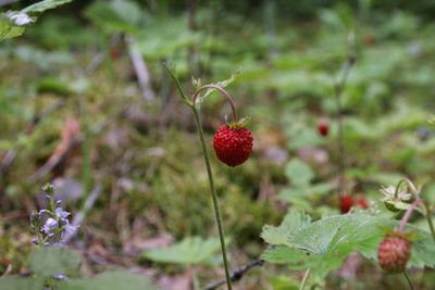 Close-up of red berries growing on plant