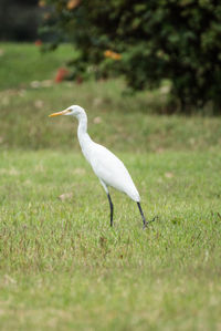 Close-up of white bird on field