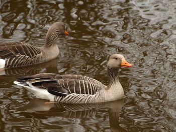 Duck swimming in lake