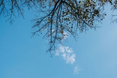 Low angle view of tree against clear blue sky