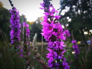 Close-up of purple flowering plants