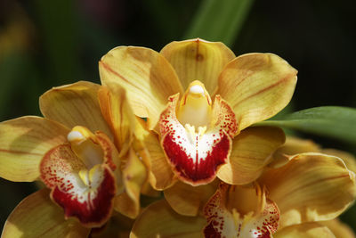 Close-up of flowers blooming outdoors