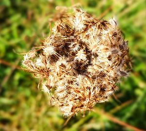 Close-up of dry plant