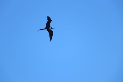 Low angle view of bird flying against clear blue sky