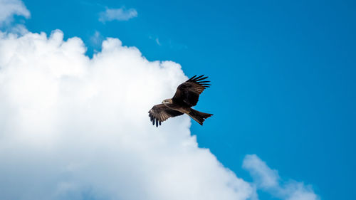 Low angle view of eagle flying in sky