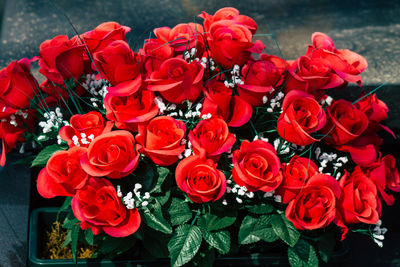 Close-up of red roses