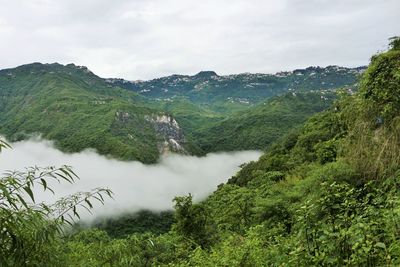 Scenic view of trees in forest against sky