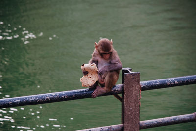 Monkey sitting on railing