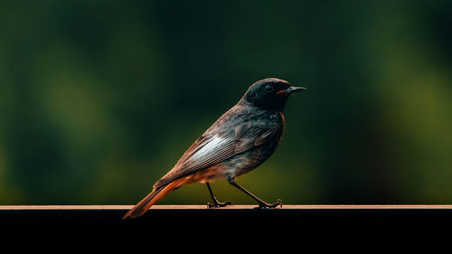 Close-up of bird perching on railing