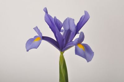Close-up of purple flower against white background