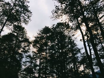 Low angle view of trees against sky