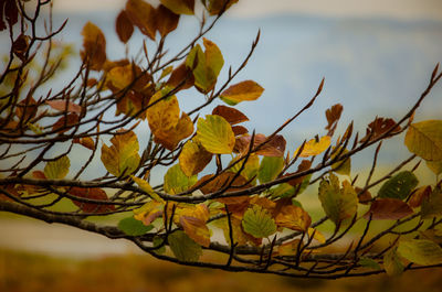 Close-up of leaves on tree against sky