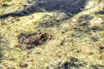 High angle view of insect in sea