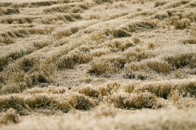 Full frame shot of agricultural field