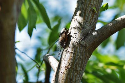 Low angle view of insect on tree trunk