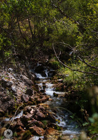 Scenic view of waterfall in forest