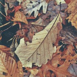 Close-up of leaves on ground