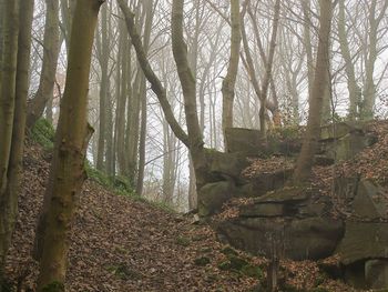 Low angle view of trees in forest