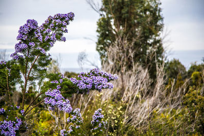 Close-up of purple flowering plants on field