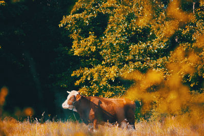 Red cow on the field